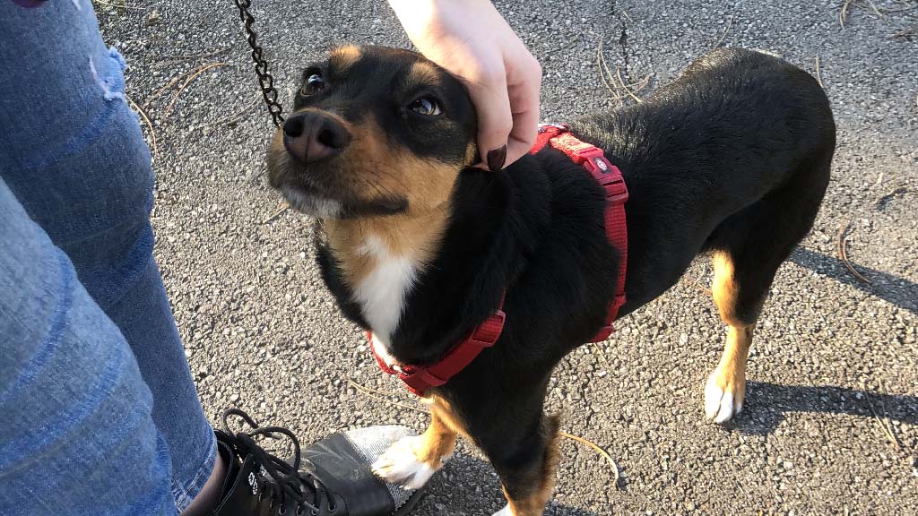 Maza u šetnji sa Lidijom