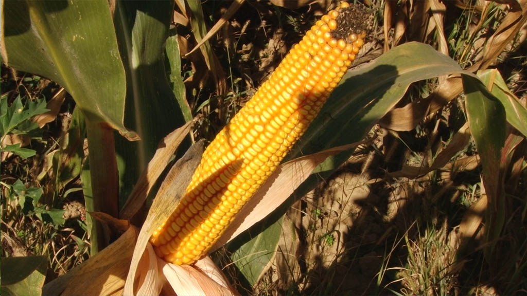 Foto: PrtScr - Televizija Valjevo Plus