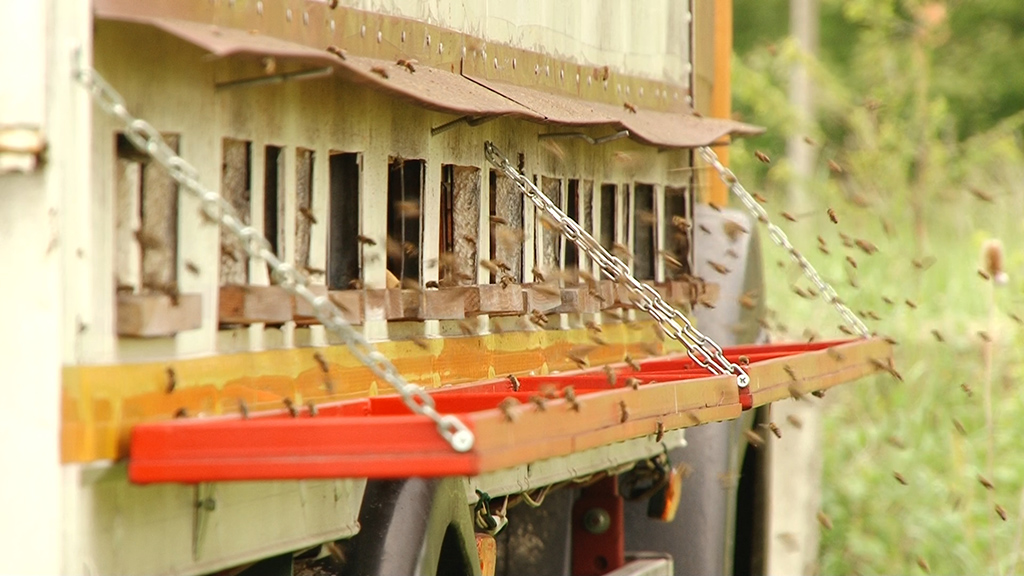 SPOS - Poziv za spas srpskog pčelarstva