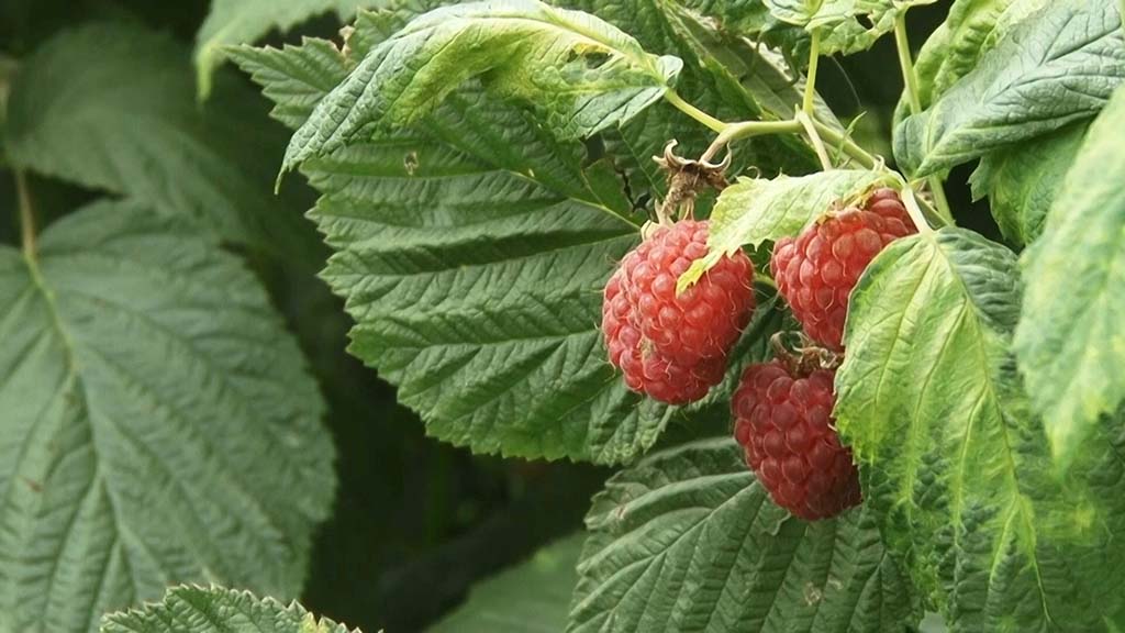 Foto: PrtScr Televizija Valjevo Plus