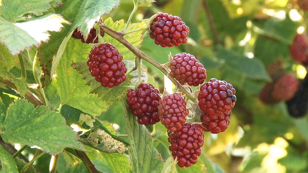 Foto: PrtScr Televizija Valjevo Plus