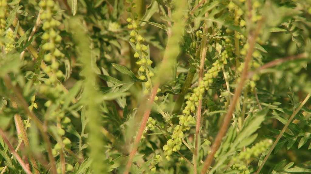 Foto: PrtScr Televizija Valjevo Plus