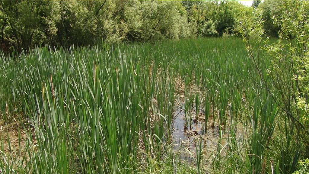 Foto: PrtScr Televizija Valjevo Plus