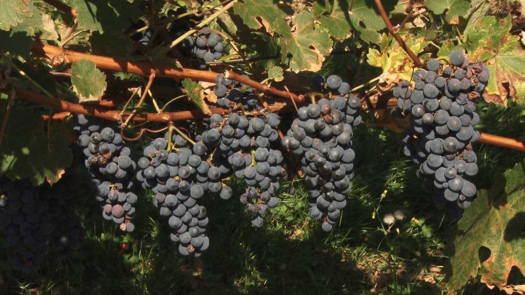 Foto: PrtScr - Televizija Valjevo Plus