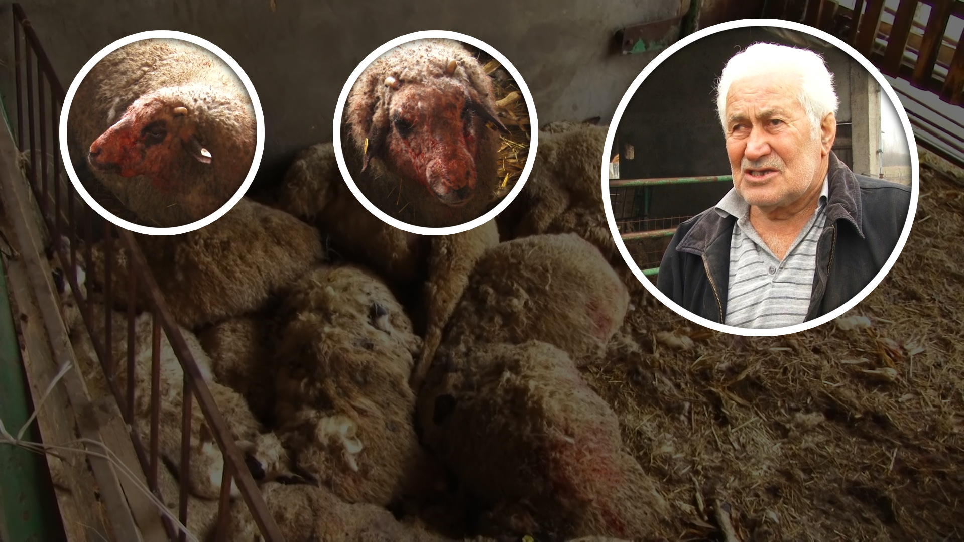 Foto: PrtScr Televizija Valjevo Plus