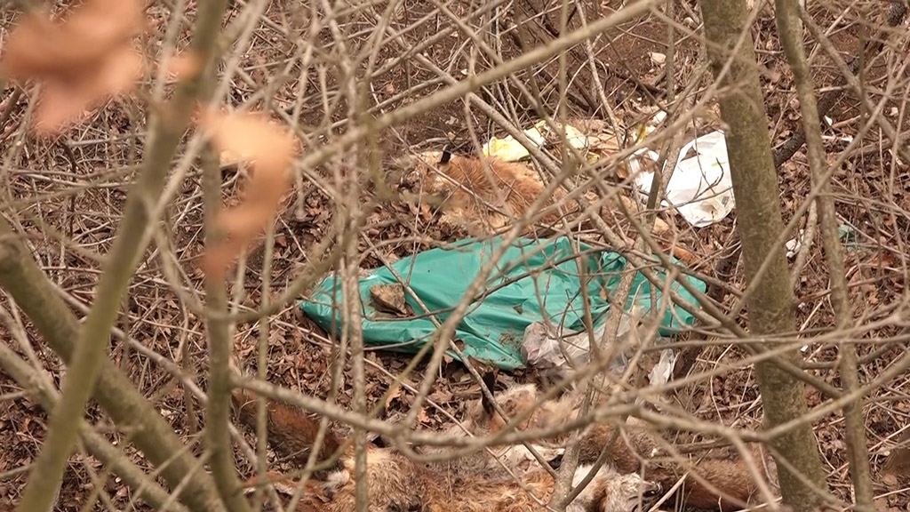 Foto: PrtScr - Televizija Valjevo plus